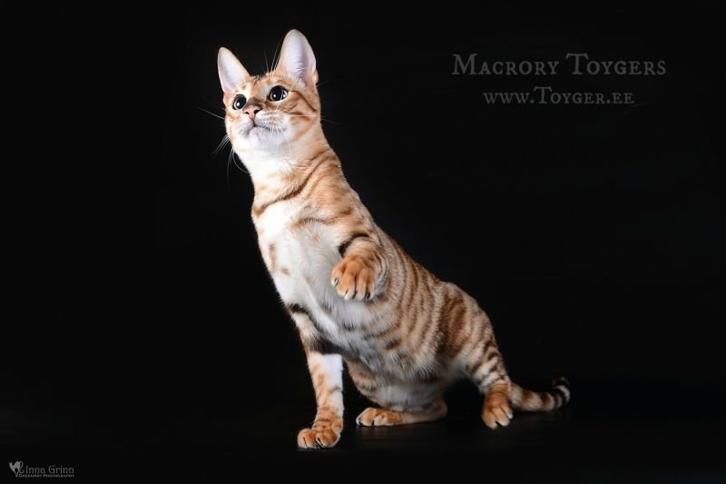 Toyger