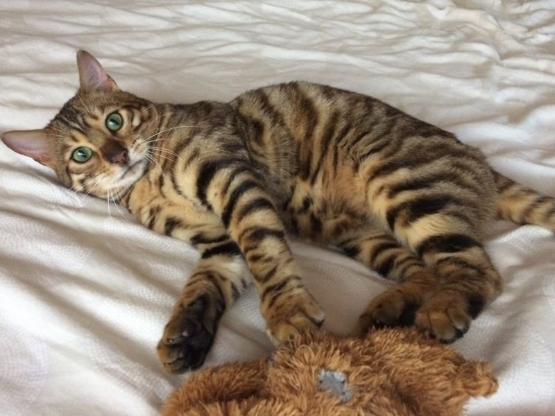Toyger