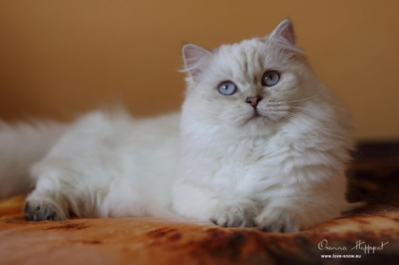 Oxanna Happycat,CZ