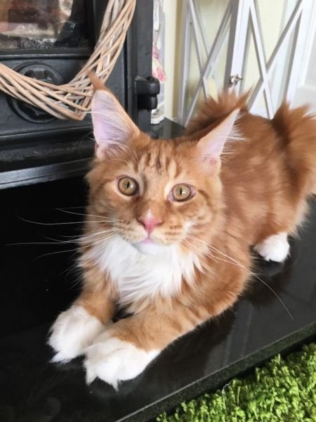 Maine Coon