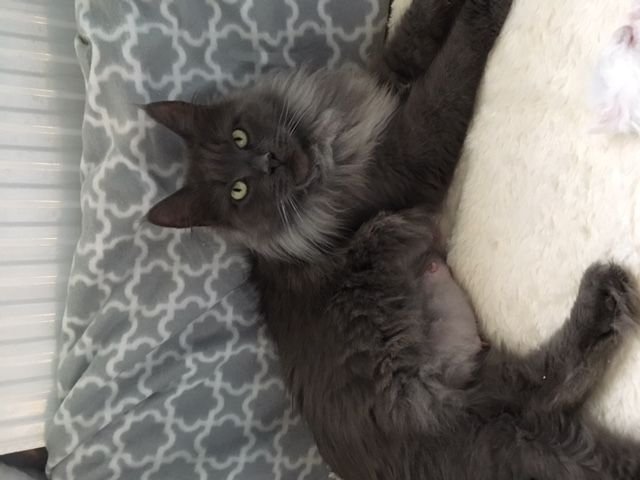 Maine Coon