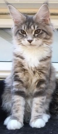 Maine Coon