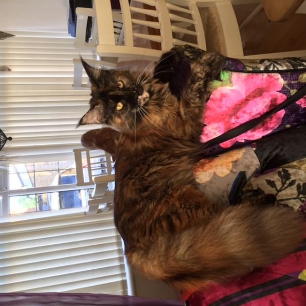 Maine Coon