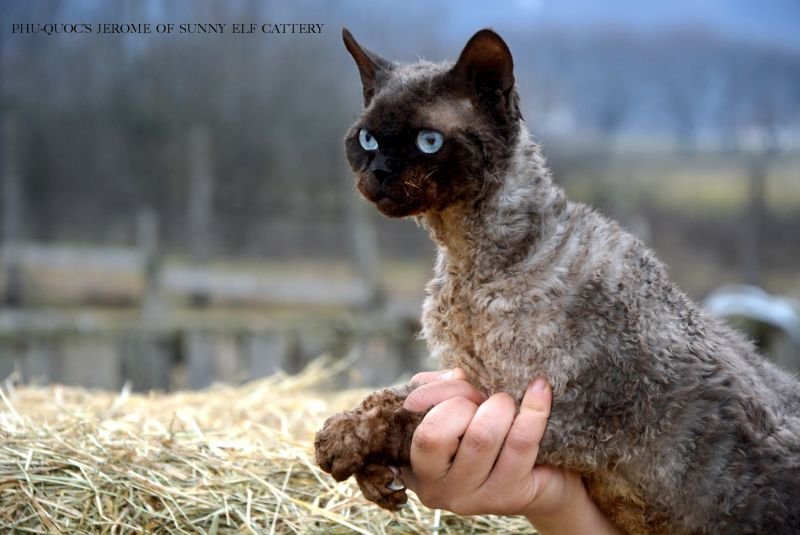 Devon Rex