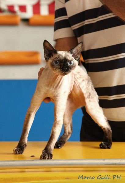 Devon Rex