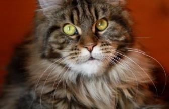 Maine Coon