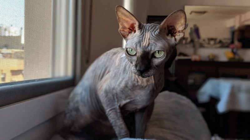 Sphynx cat
