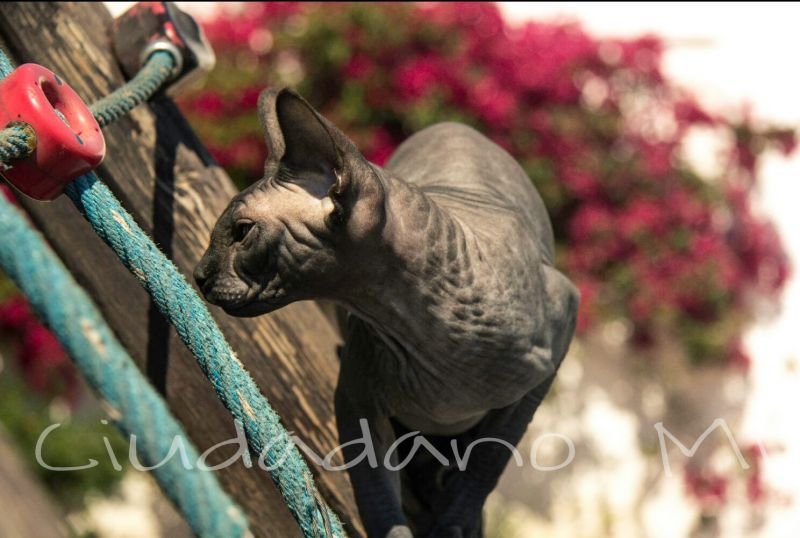Sphynx cat