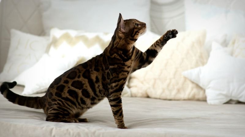 Bengalí