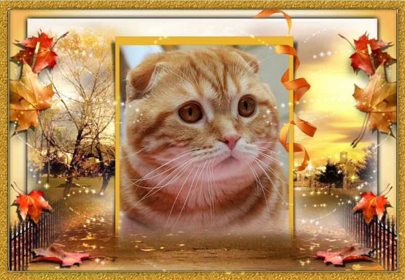 Scottish Fold