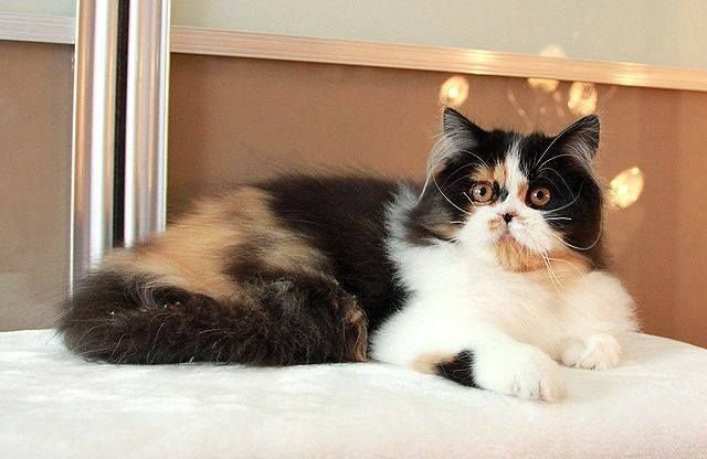Scottish Fold