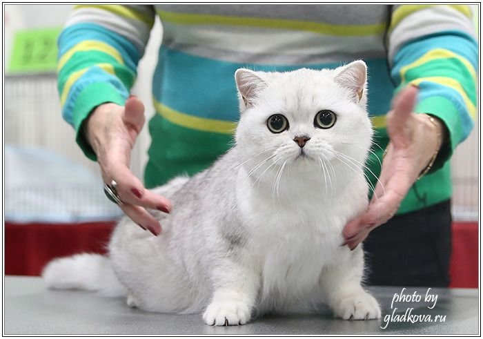 British Shorthair