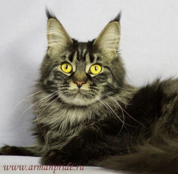 Maine Coon