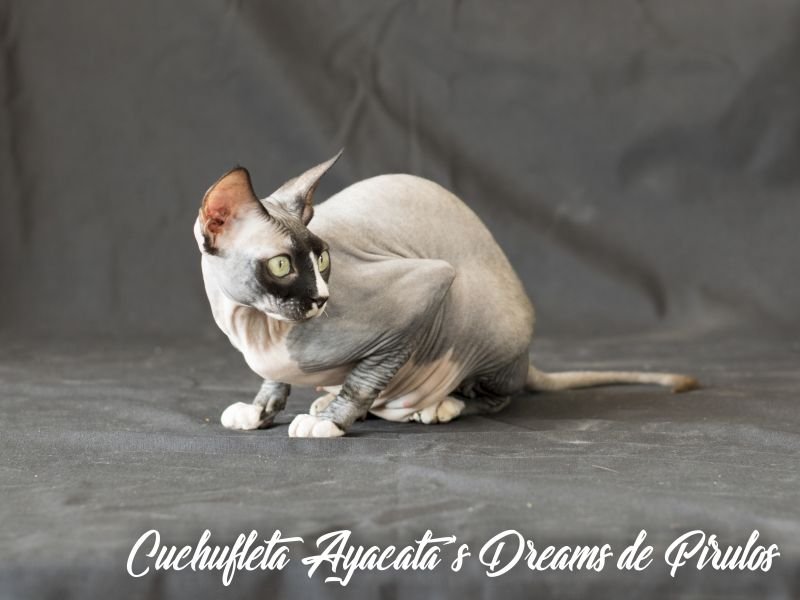 Sphynx cat