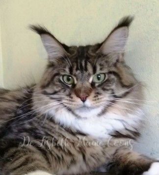 Maine Coon