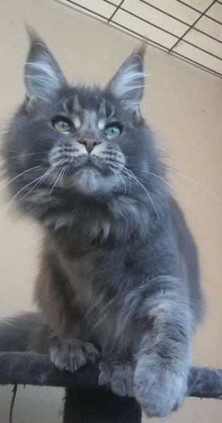 Maine Coon