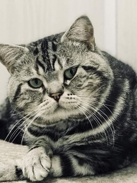 Gato British Shorthair
