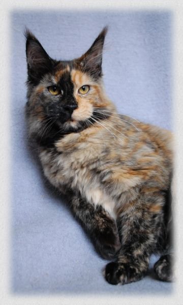 Maine Coon