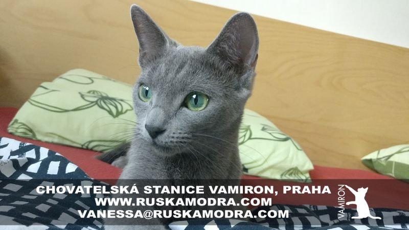 Azul Ruso