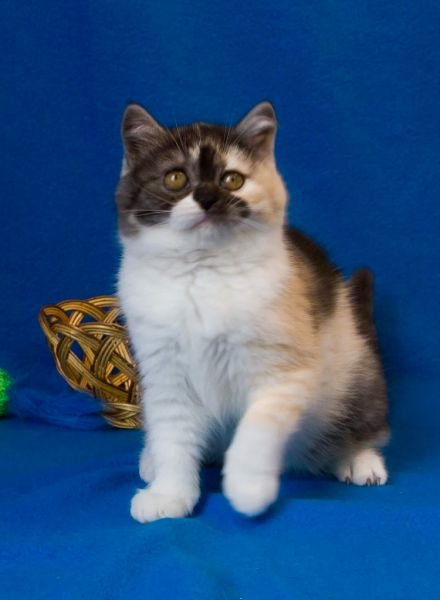 Nubia