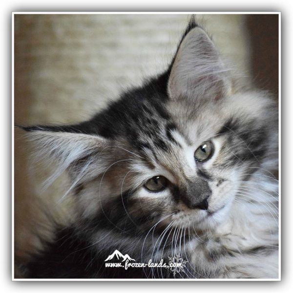 Gato Bosque de Noruega