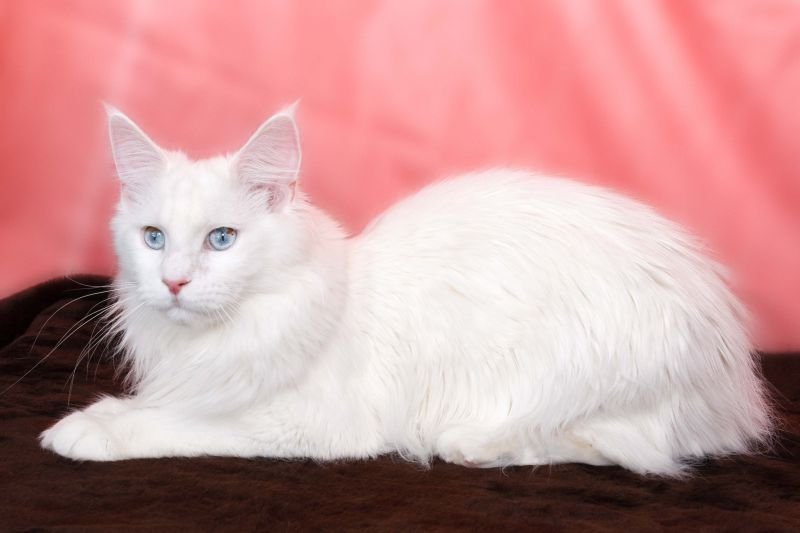 Maine Coon