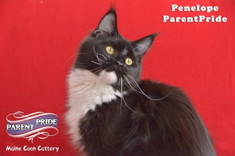 Ch.Penelope ParentPride*RU