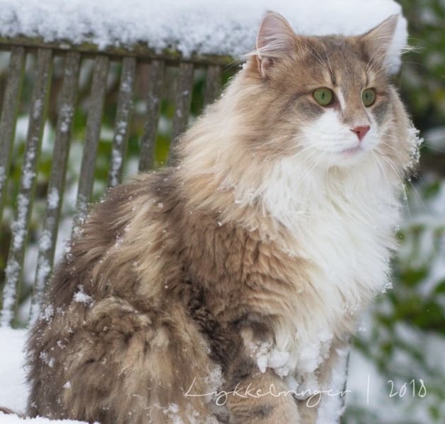 Norwegian Forest cat