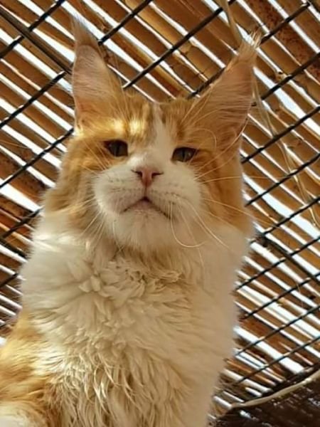 Maine Coon