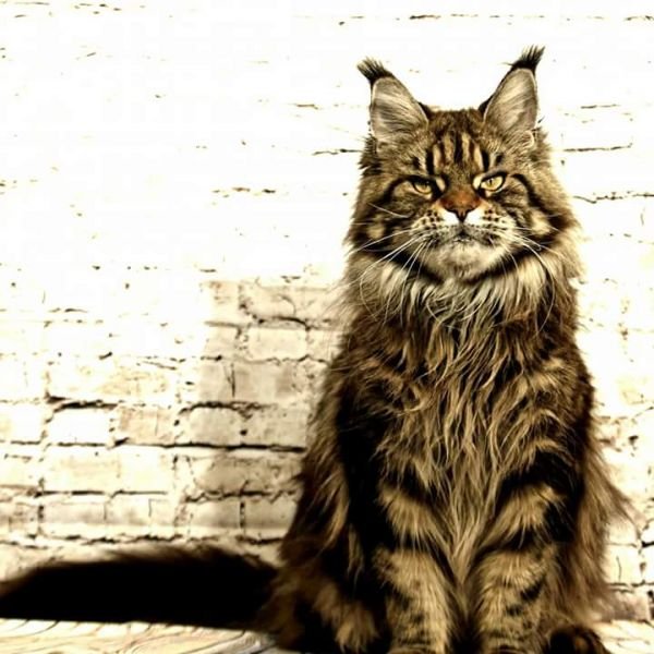 Maine Coon Katze