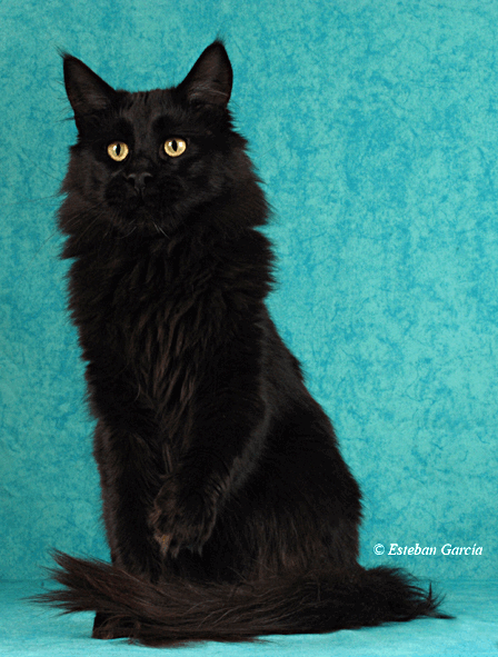 Maine Coon