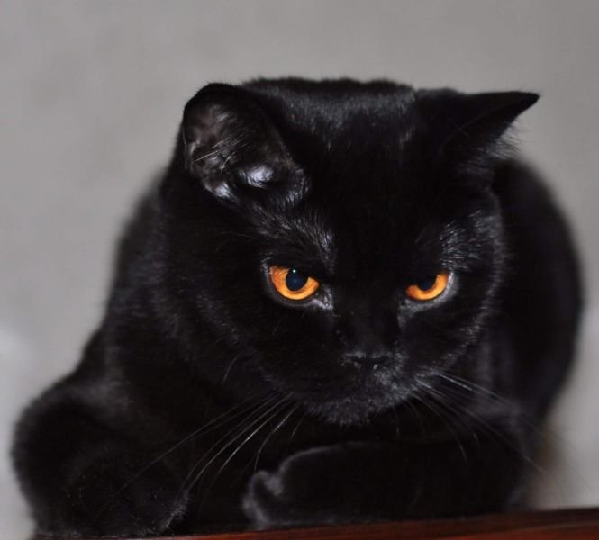 British Shorthair
