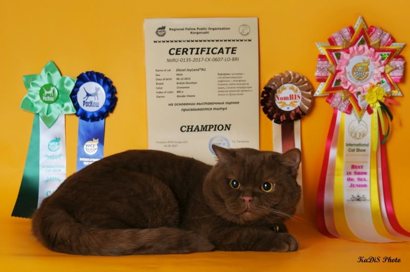 British Shorthair