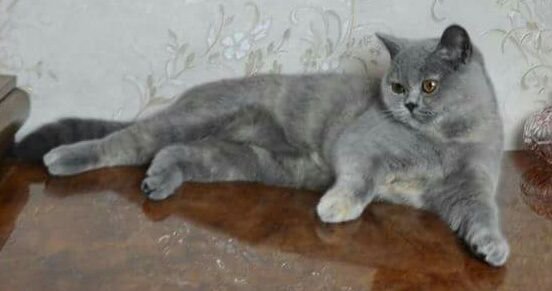 British Shorthair