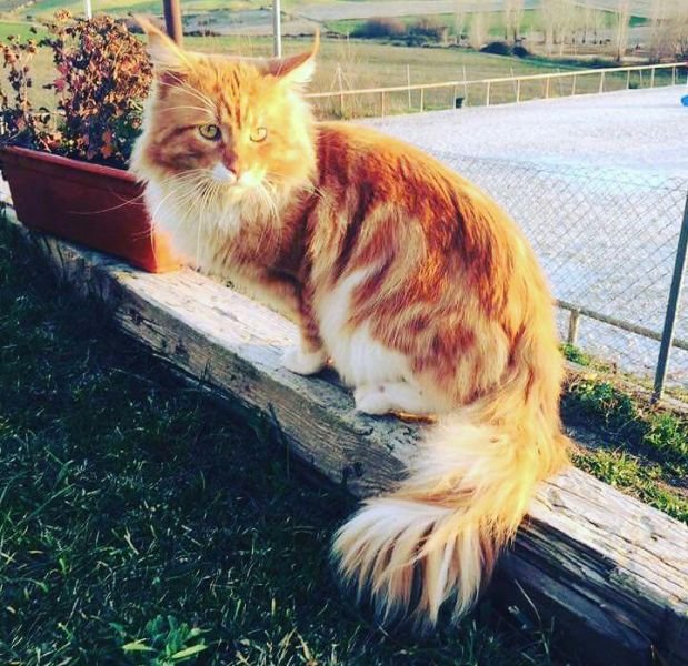 Maine Coon