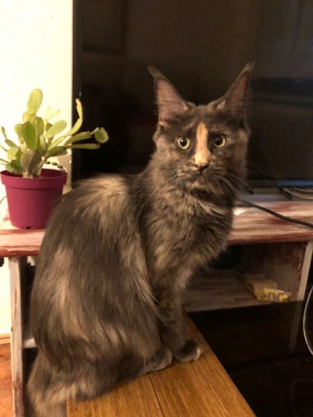 Maine Coon
