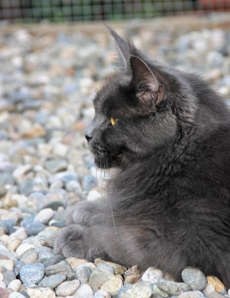 Maine Coon
