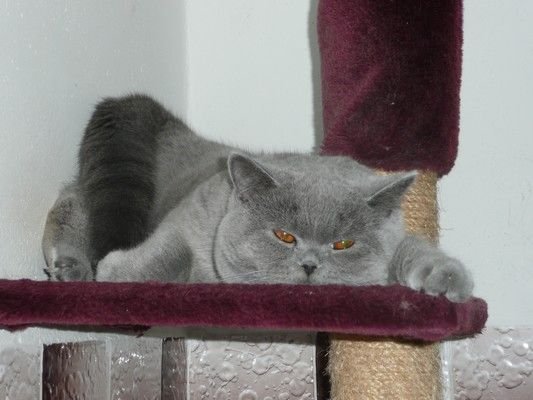 CH Fandango Catterylinum