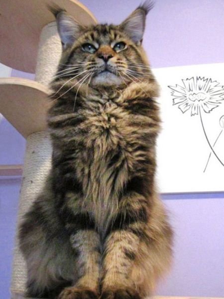 Maine Coon