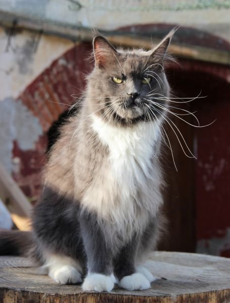 Maine Coon