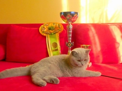 British Shorthair