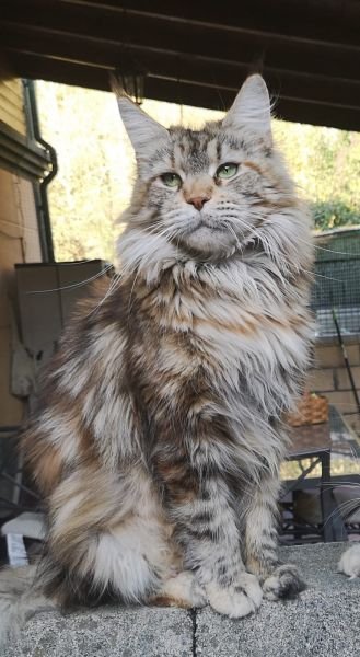 Maine Coon