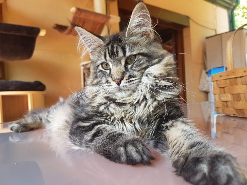 Maine Coon