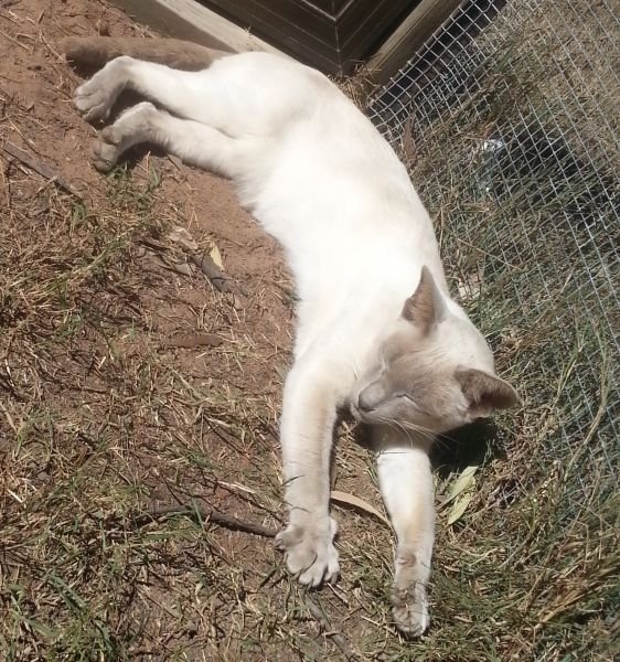 Siamese cat