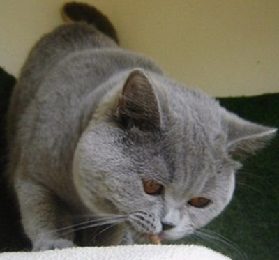 British Shorthair