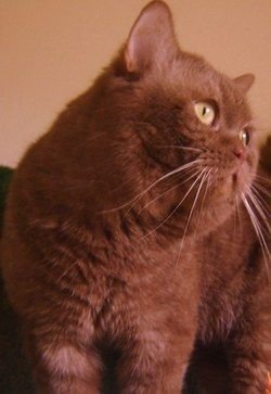 British Shorthair