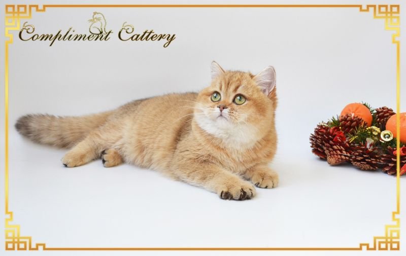 British Shorthair cat