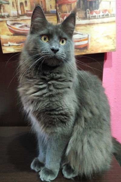 Maine Coon