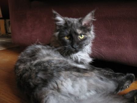 Maine Coon
