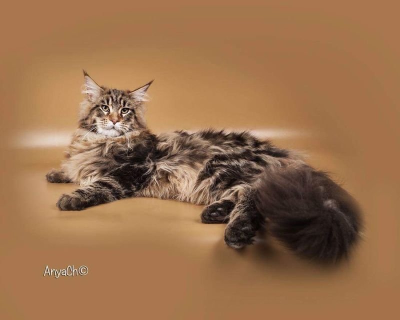 Maine Coon
